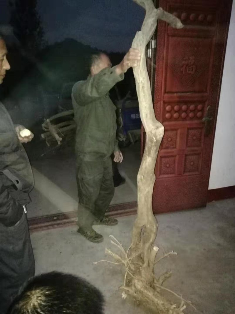国藤开花颜色有深紫和浅紫两种都是比较上档次种庭院或门口