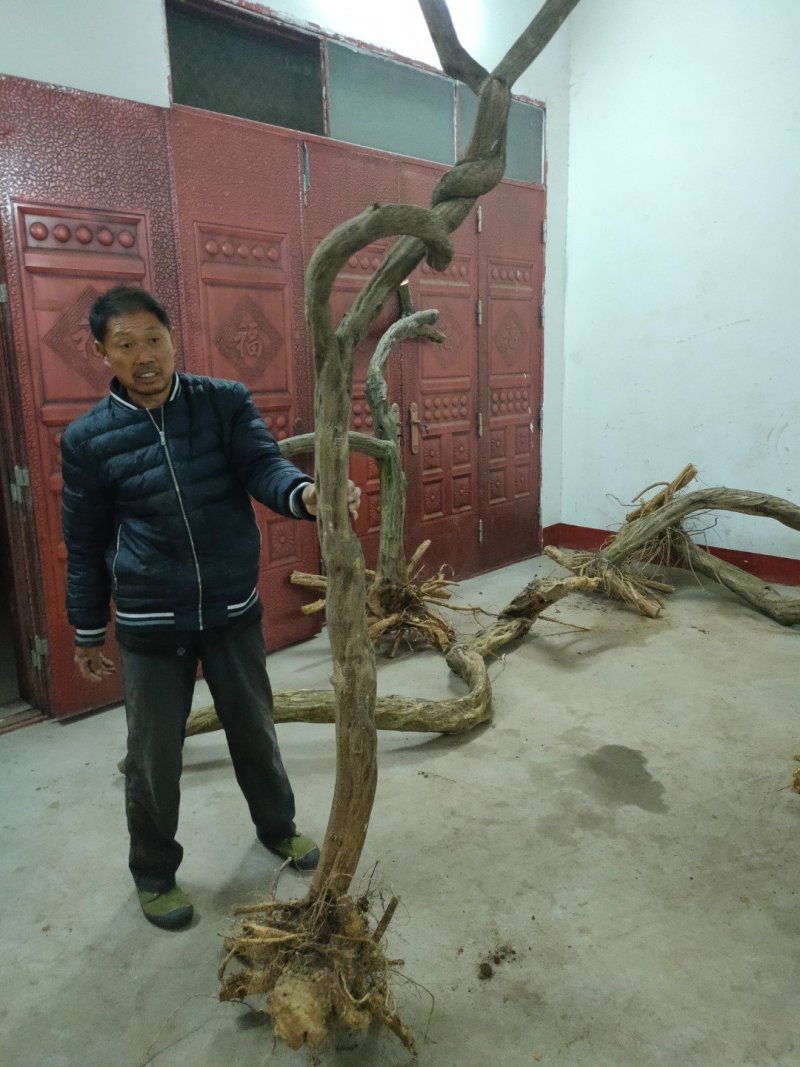 国藤开花颜色有深紫和浅紫两种都是比较上档次种庭院或门口