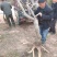 国藤开花颜色有深紫和浅紫两种都是比较上档次种庭院或门口