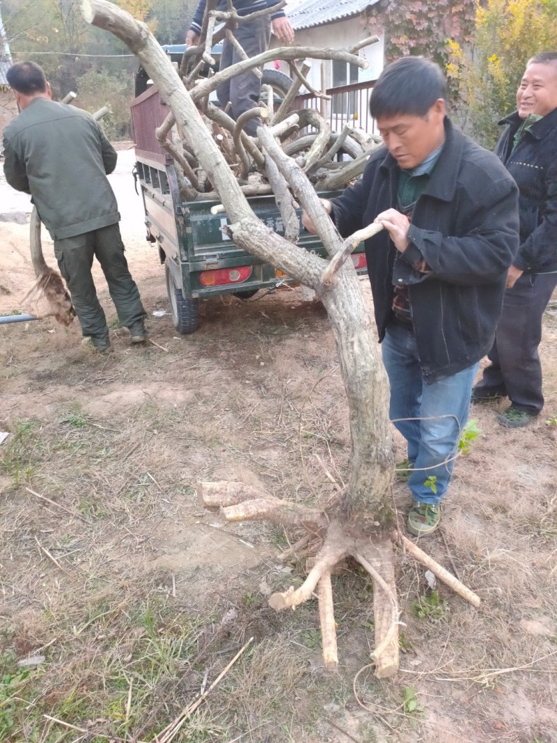 国藤开花颜色有深紫和浅紫两种都是比较上档次种庭院或门口
