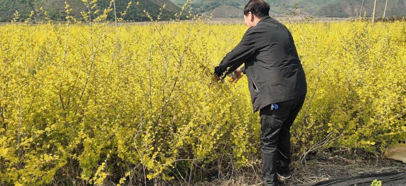 辽宁开原金叶榆小苗工程苗榆树营养杯苗繁育基地