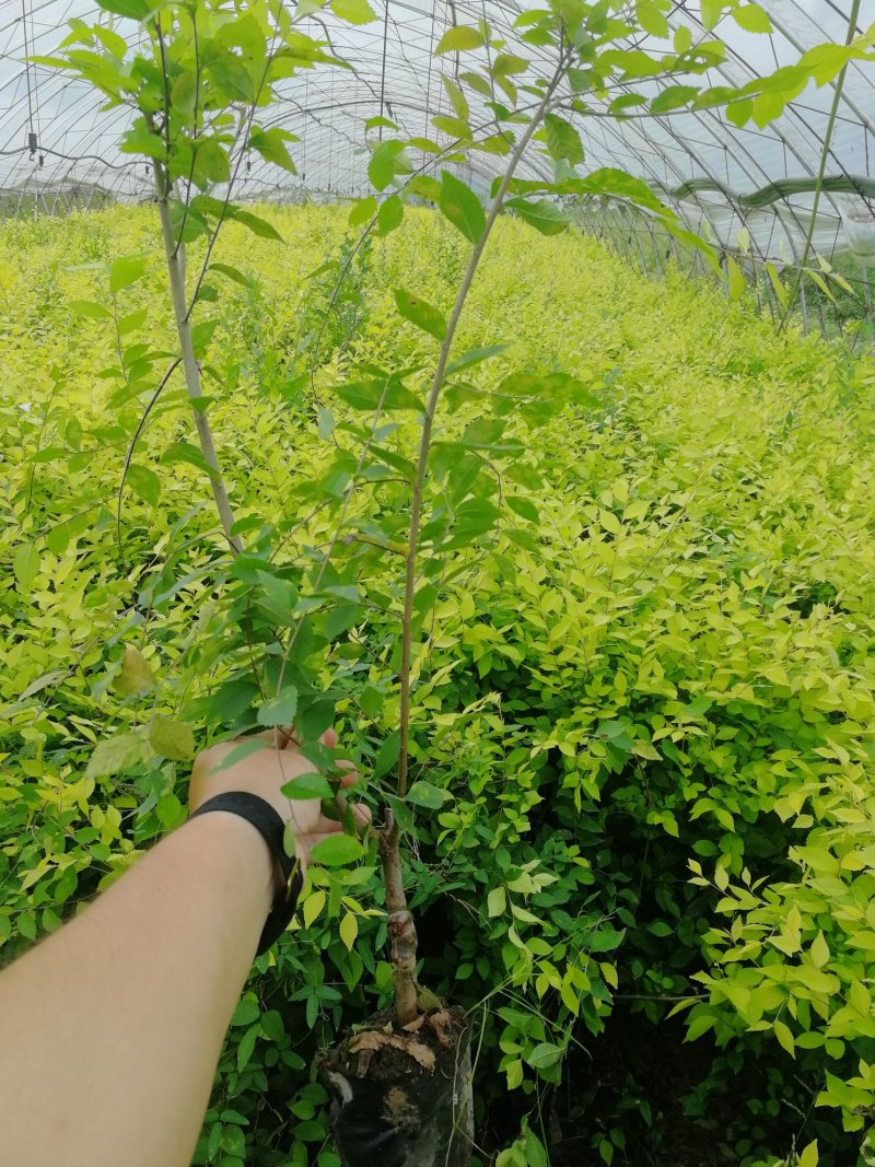 辽宁开原金叶榆小苗工程苗榆树营养杯苗繁育基地