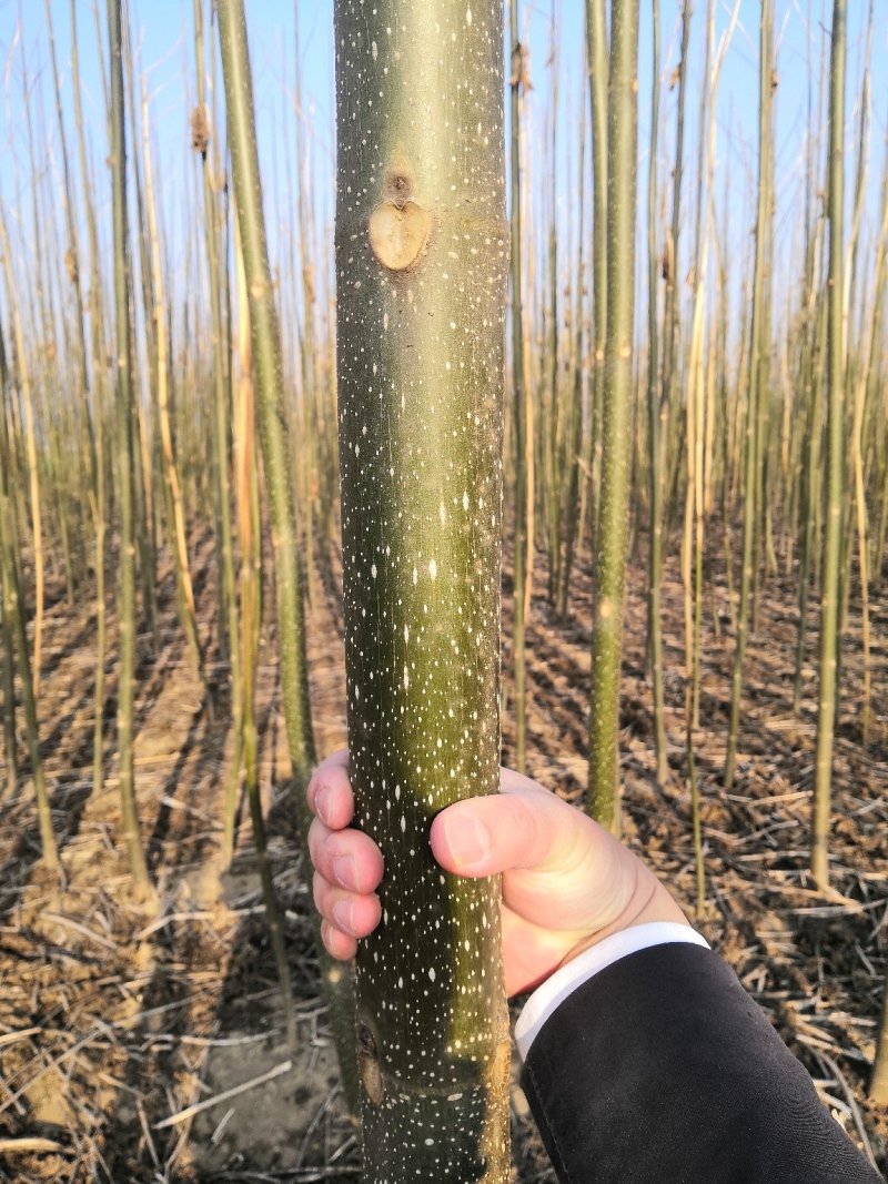 优质泡桐树苗
