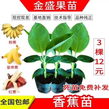 全国包邮香蕉苗红香蕉苗粉蕉苗皇帝蕉苗巴西蕉苗