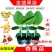 全国包邮香蕉苗红香蕉苗粉蕉苗皇帝蕉苗巴西蕉苗