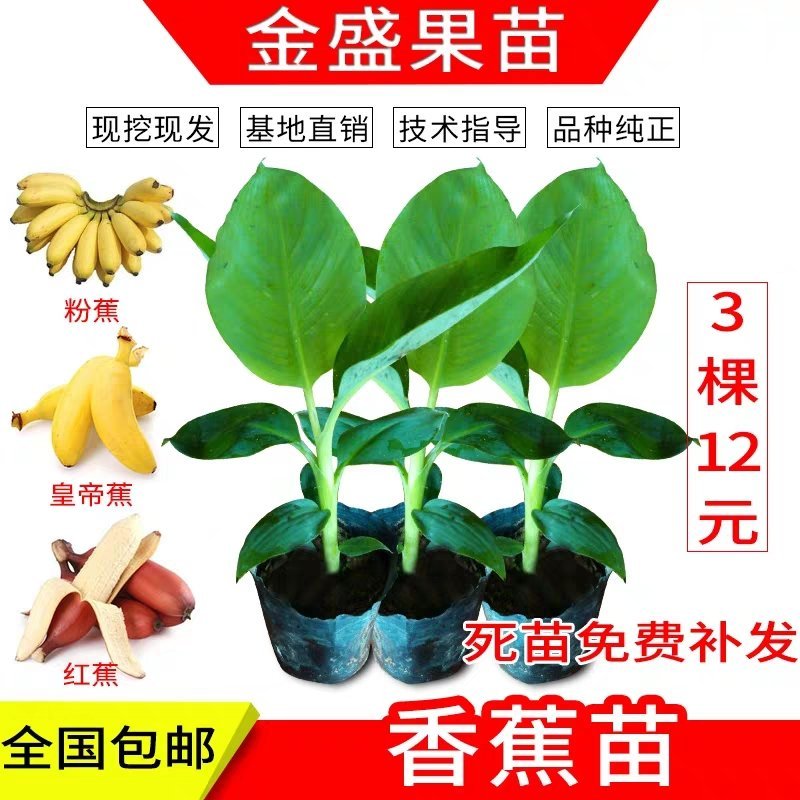 全国包邮香蕉苗红香蕉苗粉蕉苗皇帝蕉苗巴西蕉苗