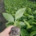 全国包邮香蕉苗红香蕉苗粉蕉苗皇帝蕉苗巴西蕉苗