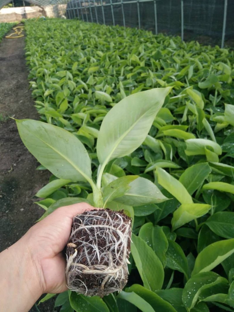 全国包邮香蕉苗红香蕉苗粉蕉苗皇帝蕉苗巴西蕉苗