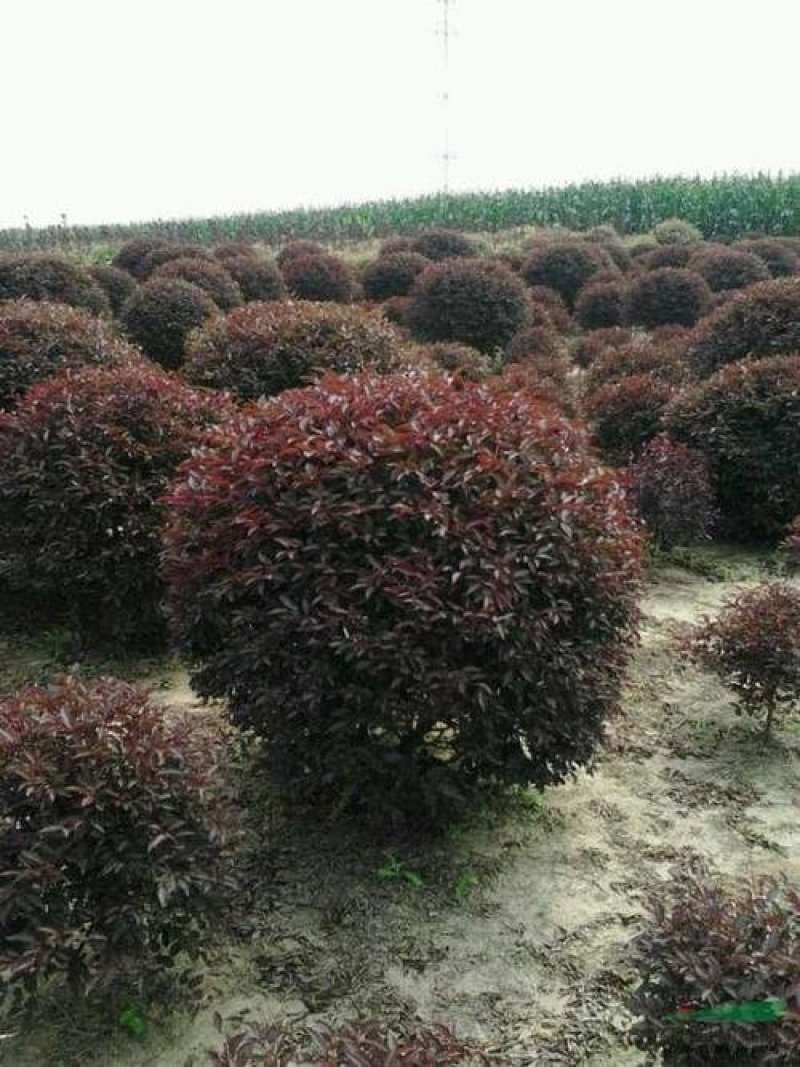 辽宁红叶李精品球繁育基地规格齐全量全国发货