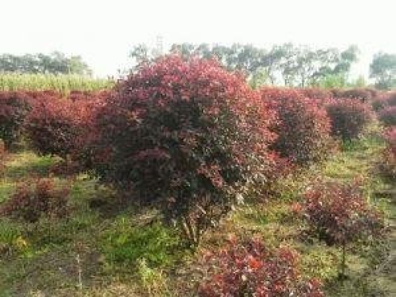 辽宁红叶李精品球繁育基地规格齐全量全国发货