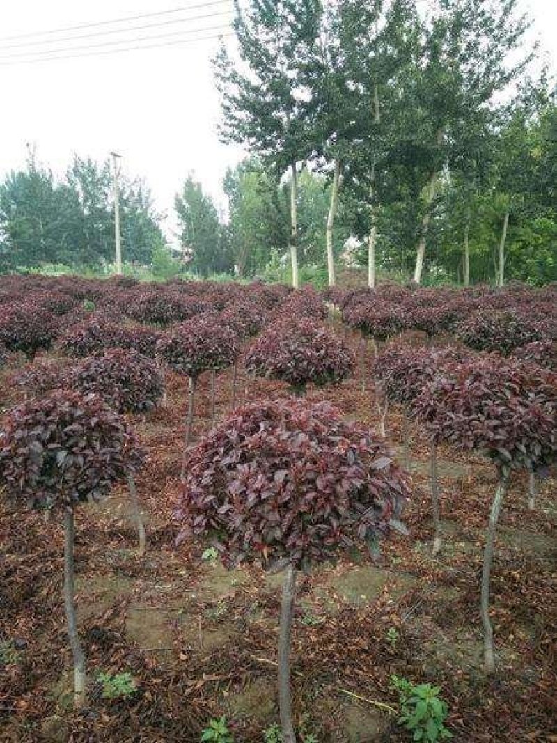 辽宁红叶李精品球繁育基地规格齐全量全国发货
