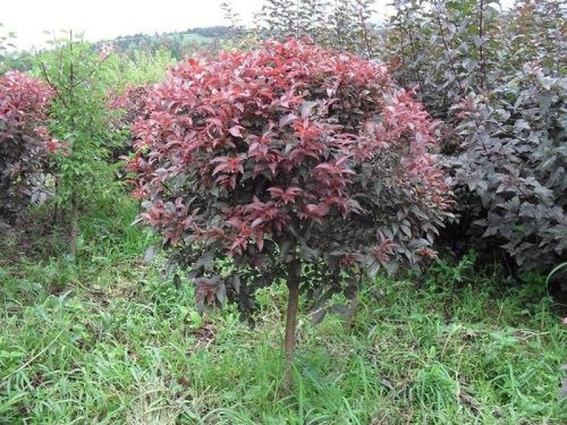 辽宁红叶李精品球繁育基地规格齐全量全国发货