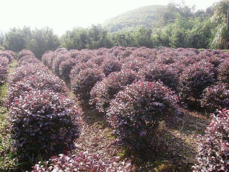 辽宁红叶李精品球繁育基地规格齐全量全国发货