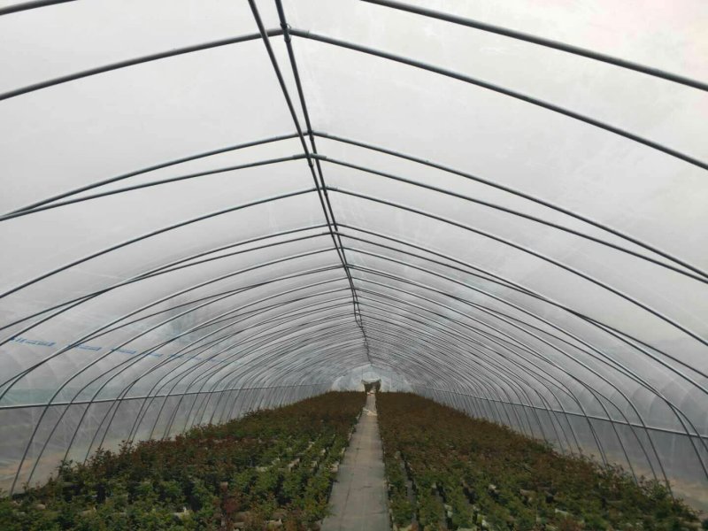 大棚膜厂家直销新型材料耐用价低欢迎咨询