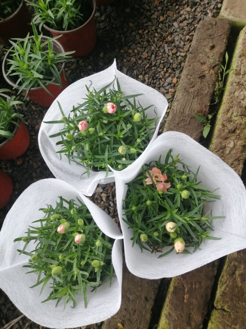 康乃馨/进口草炭土培植基地直发/颜色齐全品相优量大从优
