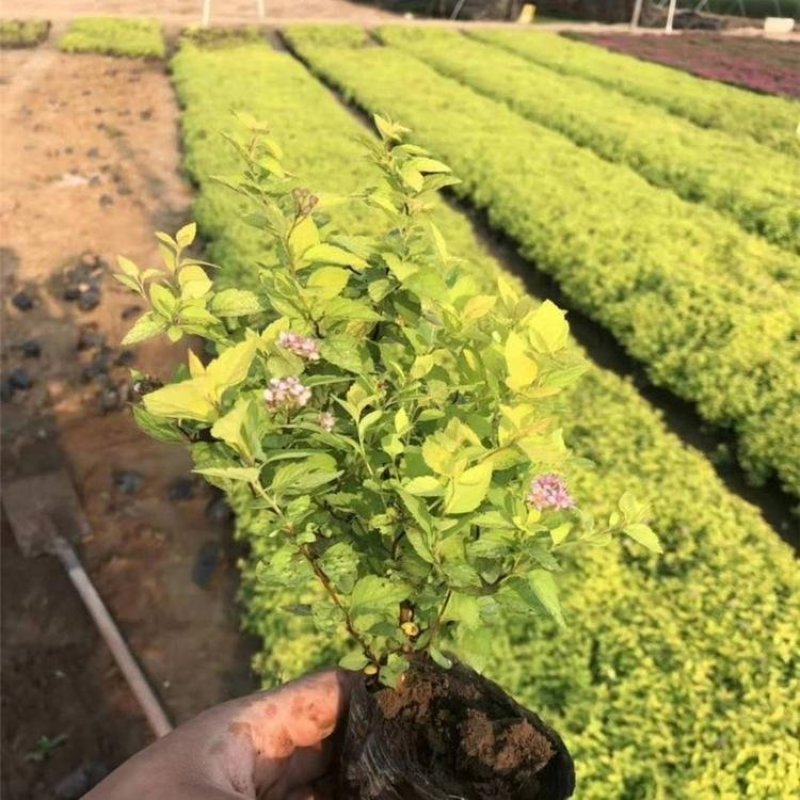 辽宁开原金山金焰绣线菊小苗杯苗宿根花卉繁育基地