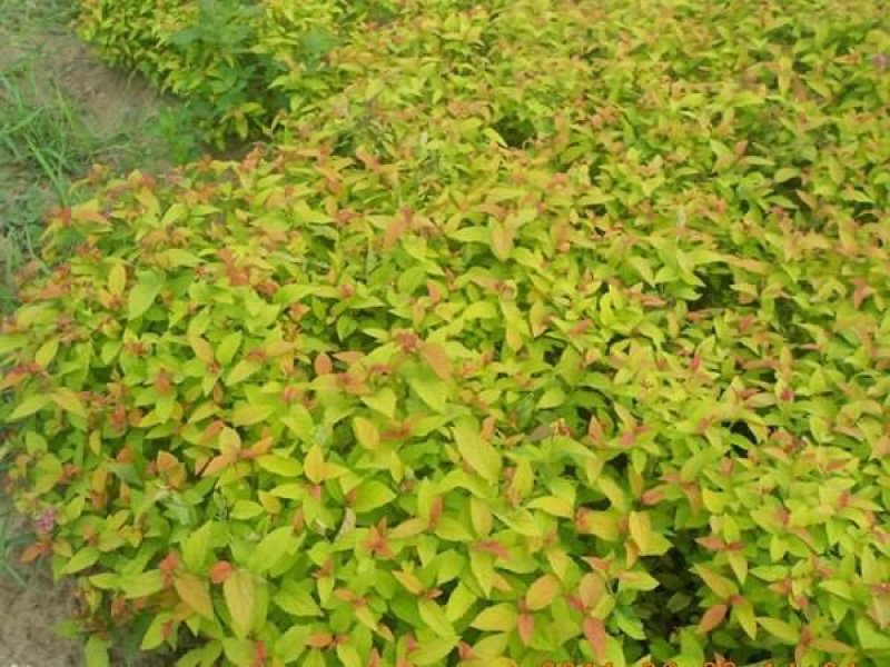 辽宁开原金山金焰绣线菊小苗杯苗宿根花卉繁育基地