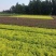 辽宁开原金山金焰绣线菊小苗杯苗宿根花卉繁育基地