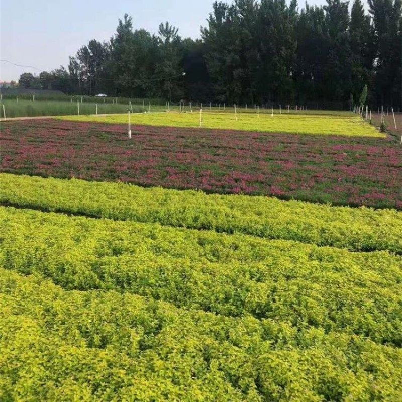 辽宁开原金山金焰绣线菊小苗杯苗宿根花卉繁育基地