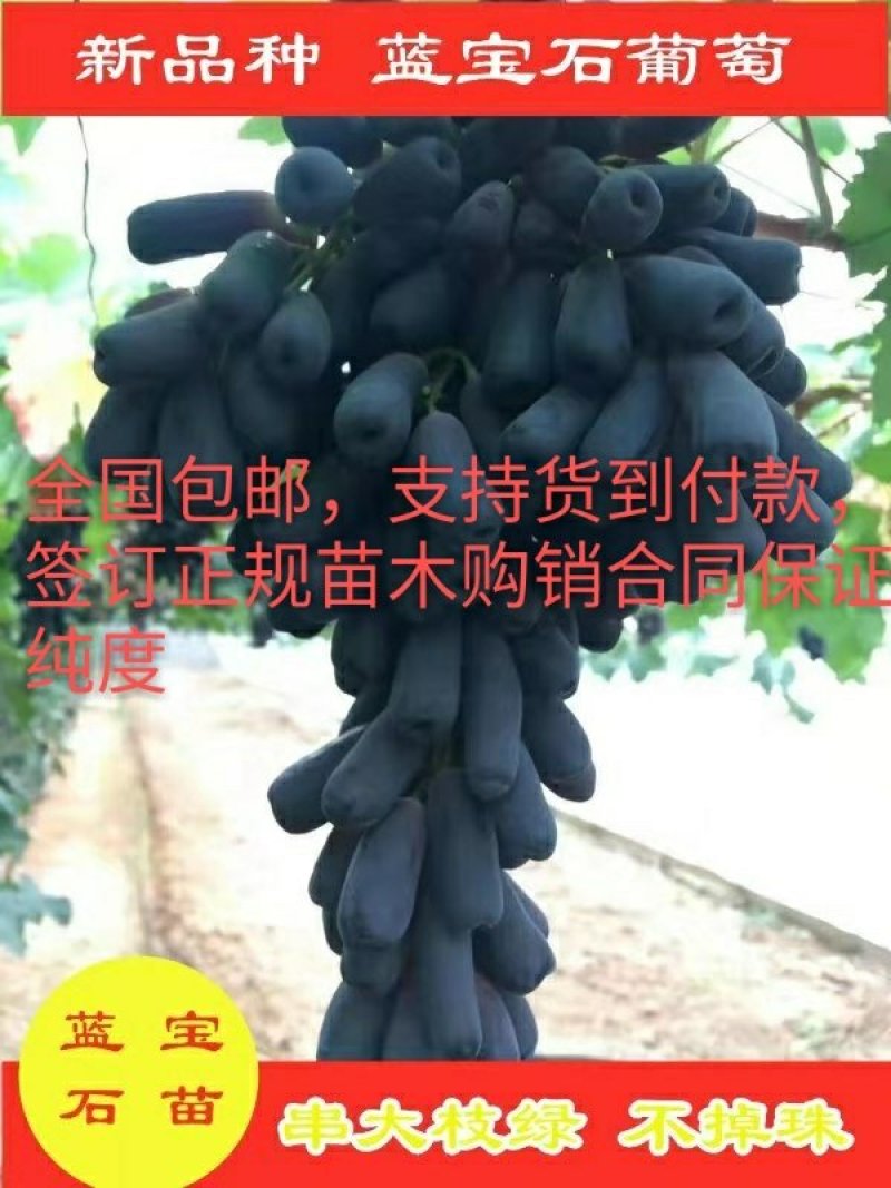 签订纯度合同蓝宝石葡萄苗量大优惠全国包邮货到付款