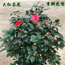 四季茶花（红，粉，白）盆栽地栽南北适种