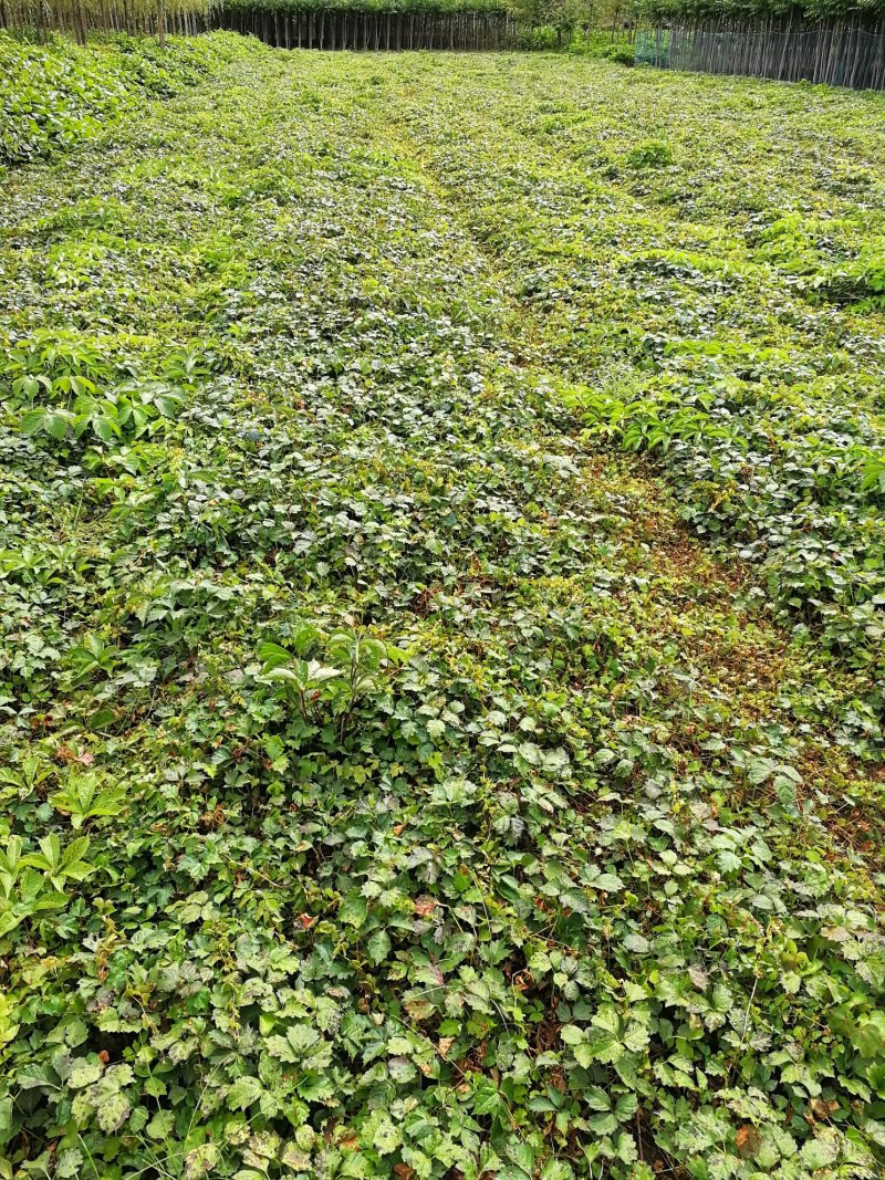 辽宁开原三叶五叶地锦小苗爬山虎营养杯苗工程苗繁育基地