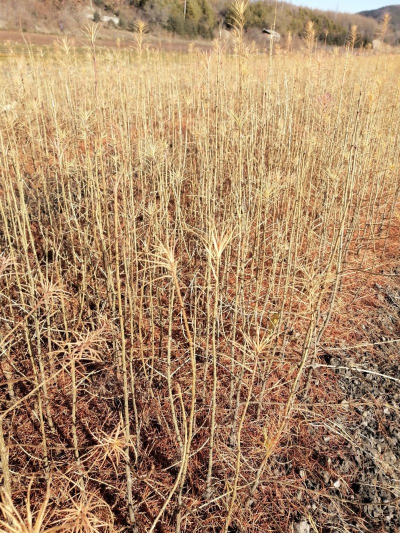 利峰苗圃大量长白落叶松苗