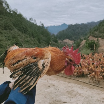 红冠乌皮土鸡
