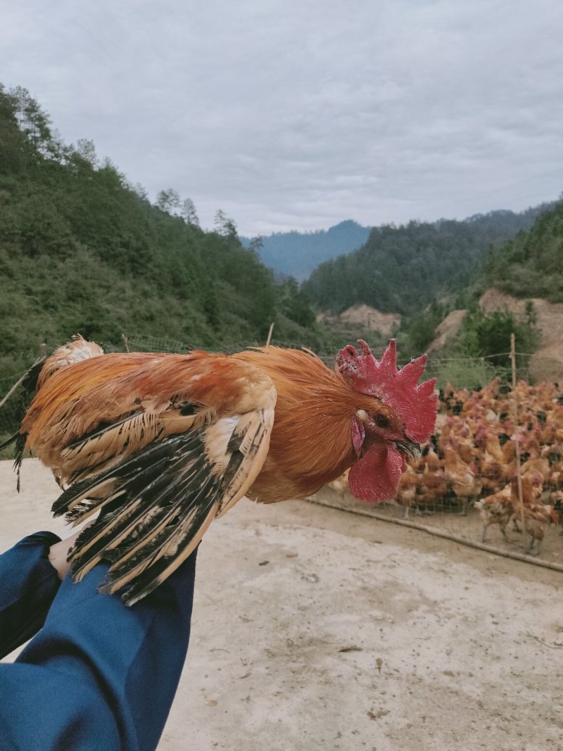 红冠乌皮土鸡