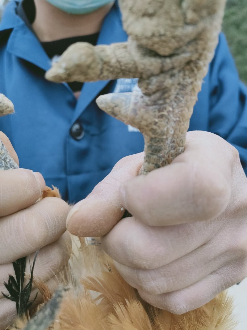 红冠乌皮土鸡