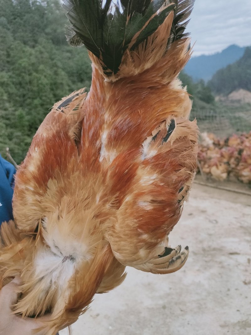红冠乌皮土鸡