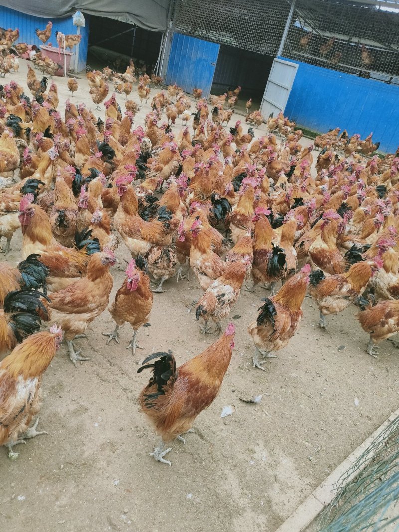 红冠乌皮土鸡
