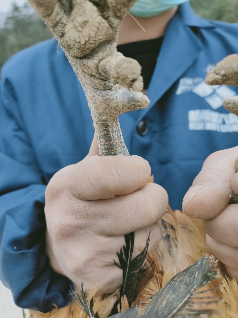 红冠乌皮土鸡