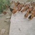 红冠乌皮土鸡