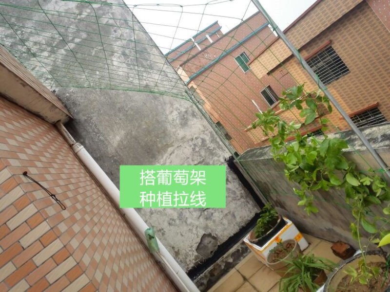 钢丝绳大棚拉架绳猕猴桃、葡萄架、百香果、晾晒绳