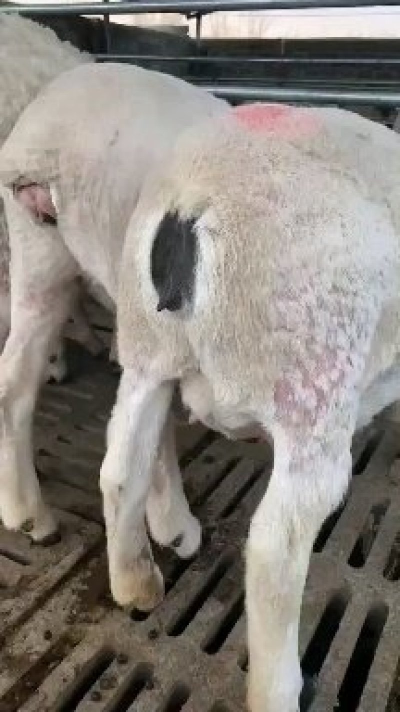 杜泊羊价格杜泊羊种羊场肉羊之父杜泊羊生长迅速
