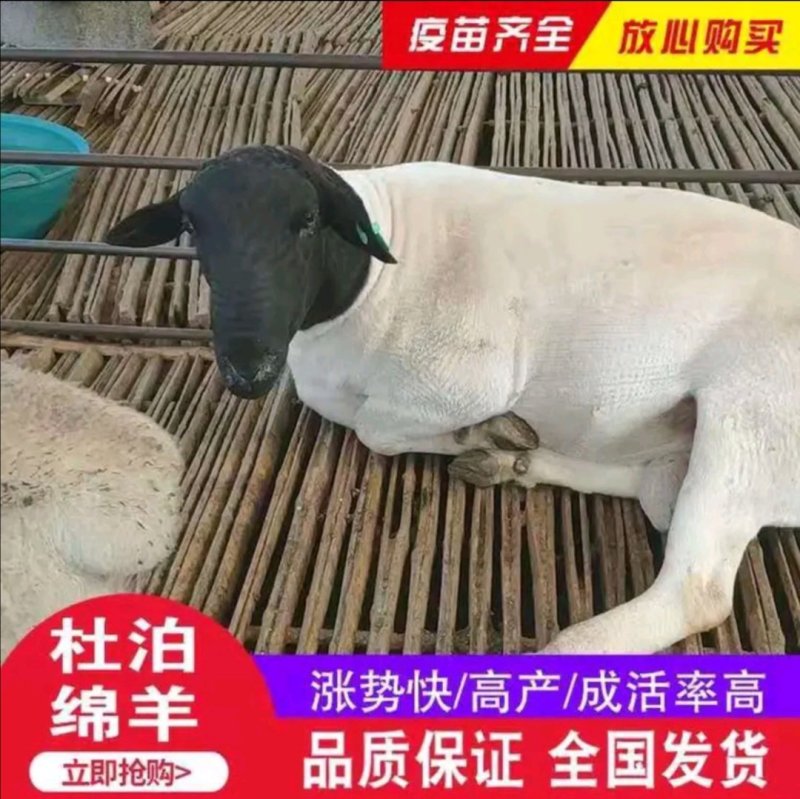 杜泊羊价格杜泊羊种羊场肉羊之父杜泊羊生长迅速