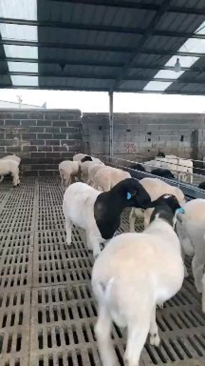 杜泊羊价格杜泊羊种羊场肉羊之父杜泊羊生长迅速