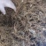 毛大丁无叶纯根茎水洗无硫柴火烘干零售批发云南供应