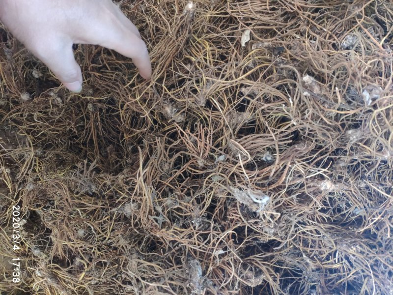毛大丁无叶纯根茎水洗无硫柴火烘干零售批发云南供应