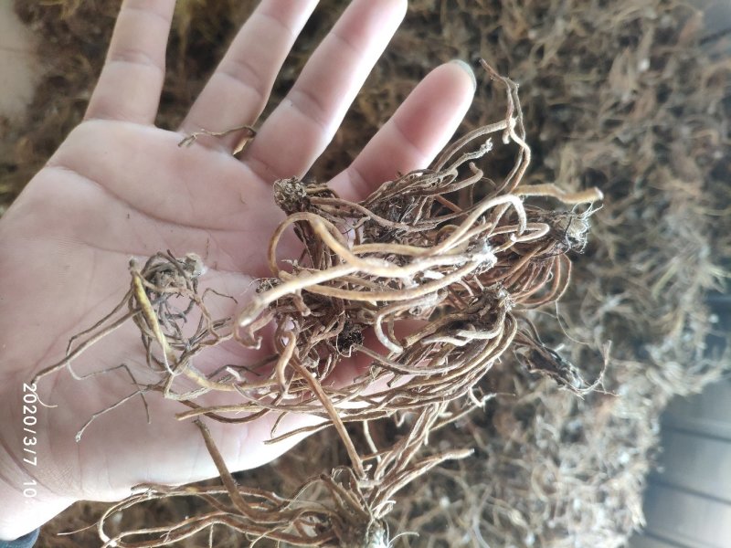 毛大丁无叶纯根茎水洗无硫柴火烘干零售批发云南供应