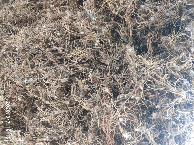 毛大丁无叶纯根茎水洗无硫柴火烘干零售批发云南供应