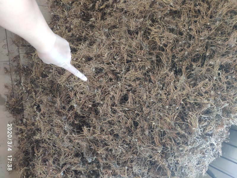 毛大丁无叶纯根茎水洗无硫柴火烘干零售批发云南供应