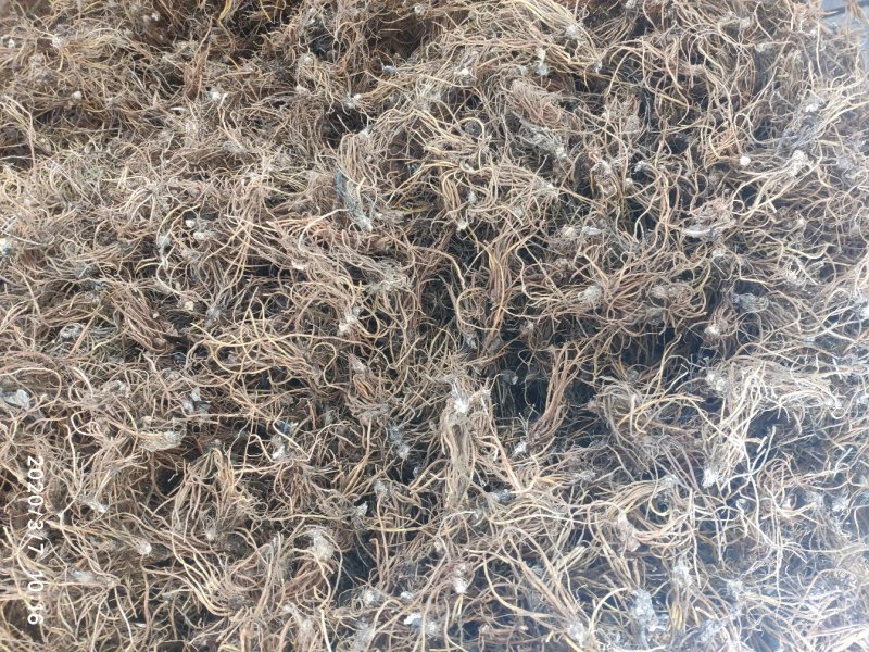 毛大丁无叶纯根茎水洗无硫柴火烘干零售批发云南供应