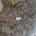 毛大丁无叶纯根茎水洗无硫柴火烘干零售批发云南供应