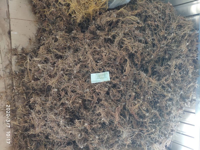 毛大丁无叶纯根茎水洗无硫柴火烘干零售批发云南供应
