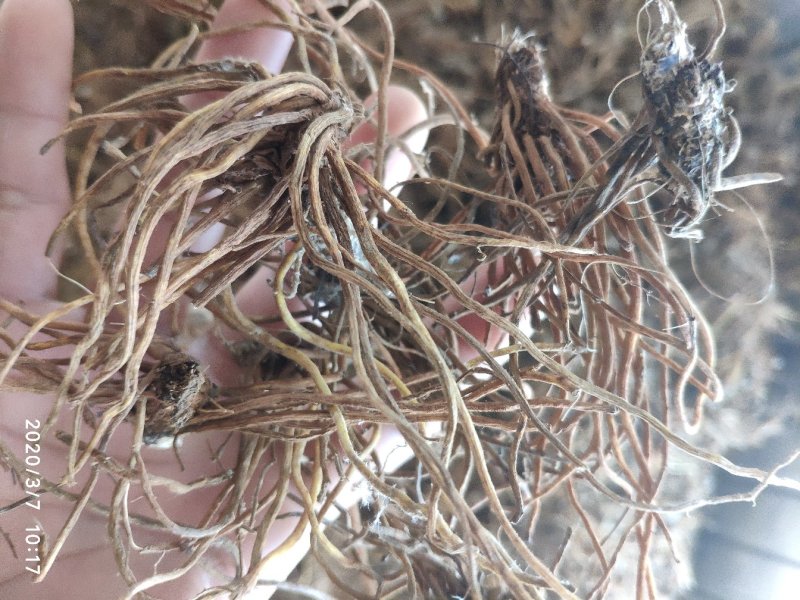 毛大丁无叶纯根茎水洗无硫柴火烘干零售批发云南供应
