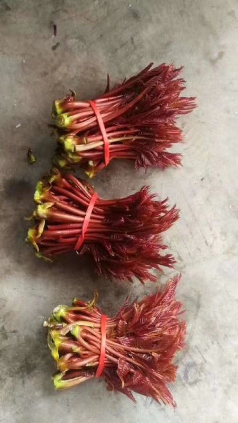 红油香椿10~19cm