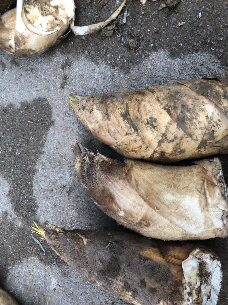 野生高山春笋，新鲜挖取