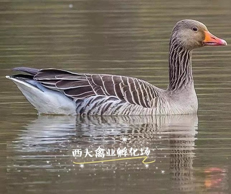 朗德鹅苗，质量高，包疫苗，包运输成活